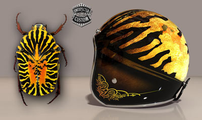 Casco Beetle Gymnetis Stellata Helmet