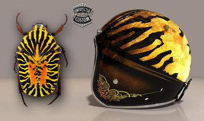 Casco Beetle Gymnetis Stellata Helmet